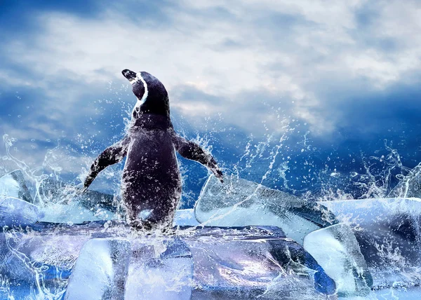 Pinguim no gelo em gotas de água . — Fotografia de Stock