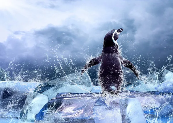Pingvin csepp víz a jégen. — Stock Fotó
