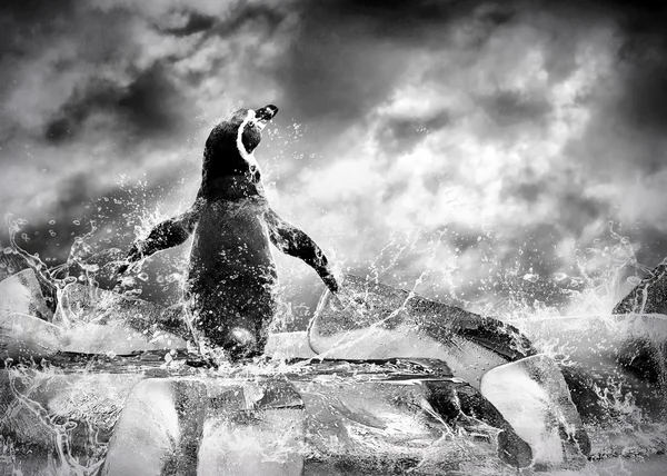 Pingvin på isen i vattendroppar. — Stockfoto