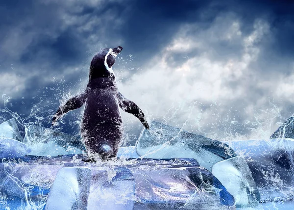 Pinguïn op het ijs in waterdruppels. — Stockfoto