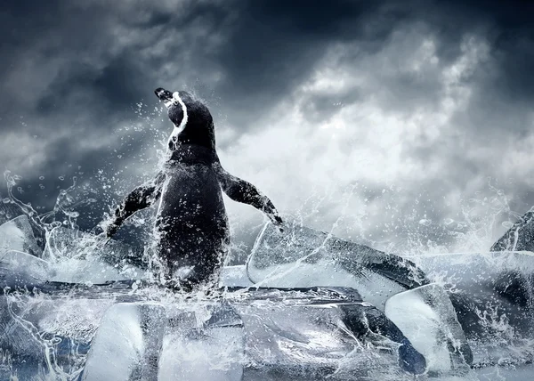 Пингвин на льду в капли воды . — стоковое фото