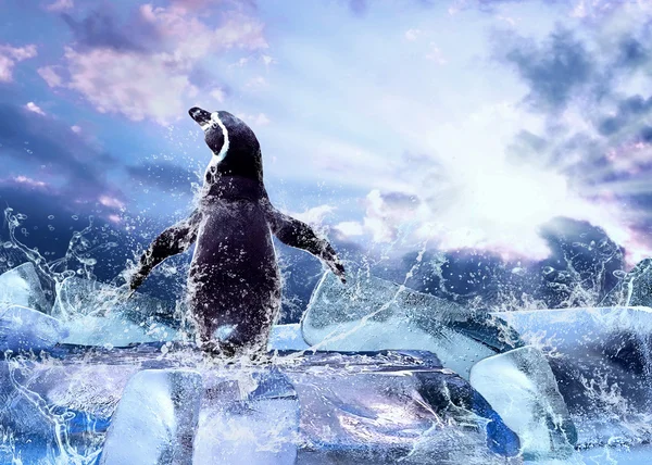 Pinguin auf dem Eis in Wassertropfen. — Stockfoto