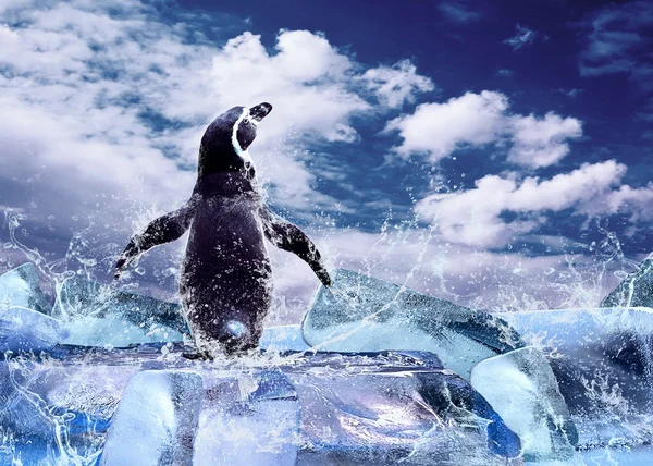 Penguen buz su damlaları. — Stok fotoğraf