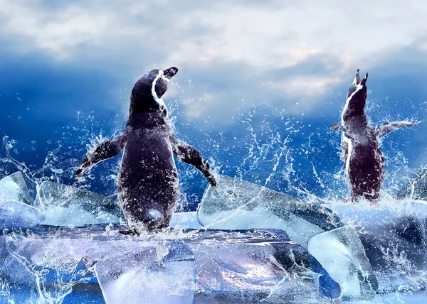 Pingüino en el hielo en gotas de agua . —  Fotos de Stock