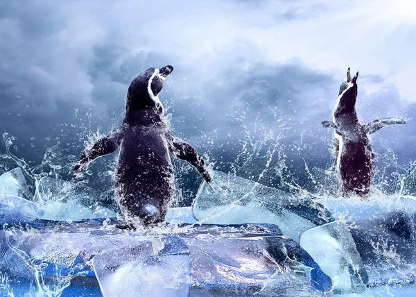 Penguin on the Ice in water drops. — Stock Photo, Image