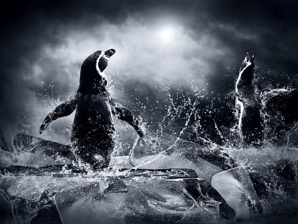 水滴在冰上的企鹅 — 图库照片