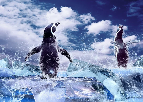 Pingüino en el hielo en gotas de agua . — Foto de Stock