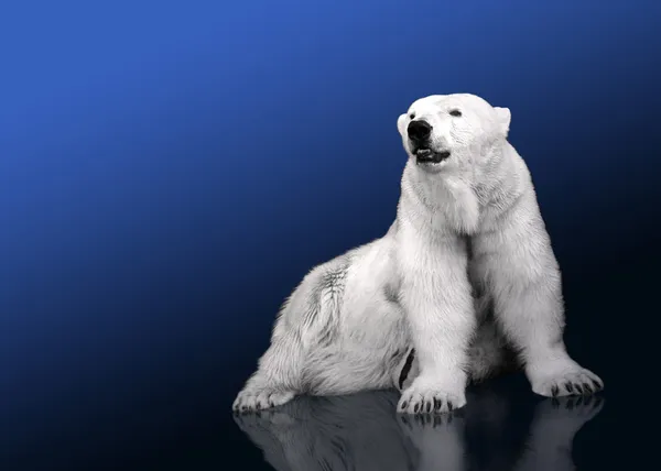 Bílý lední medvěd lovec - sedící — Stock fotografie
