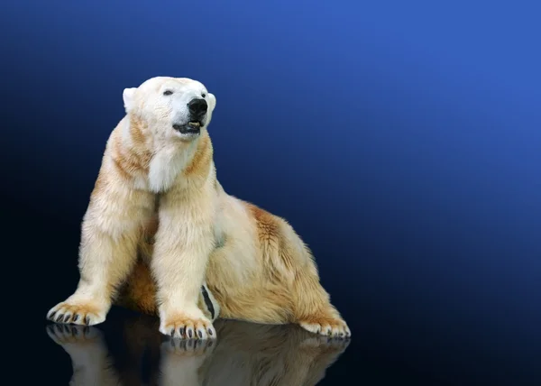 Cacciatore di orsi polari bianchi - seduta — Foto Stock