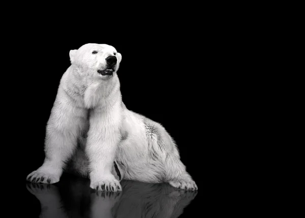 白が北極熊ハンター - 座っています。 — ストック写真