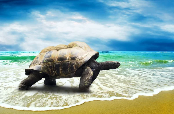 Велика черепаха на пляжі тропічних океанів — стокове фото