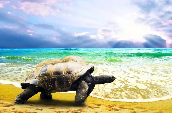 Stor sköldpadda på tropiska haven stranden — Stockfoto