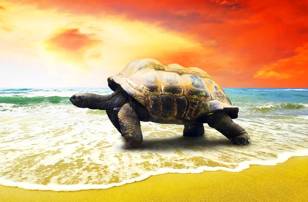 Tartaruga grande na praia dos oceanos tropicais — Fotografia de Stock