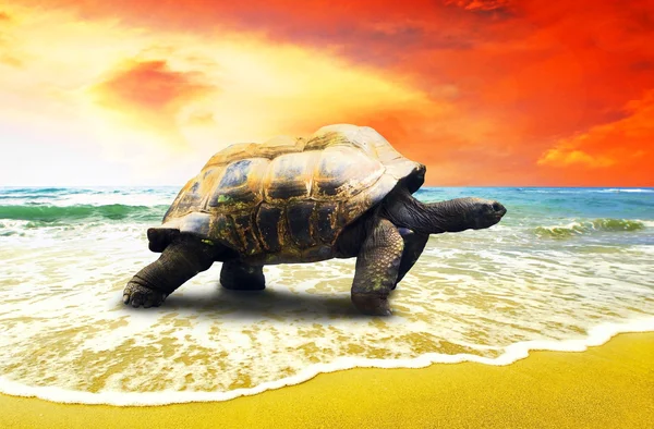 Big Turtle on the tropical oceans beach — Stock Photo, Image