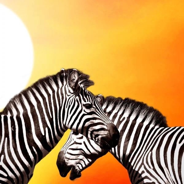 stock image Two Zebras on the sky