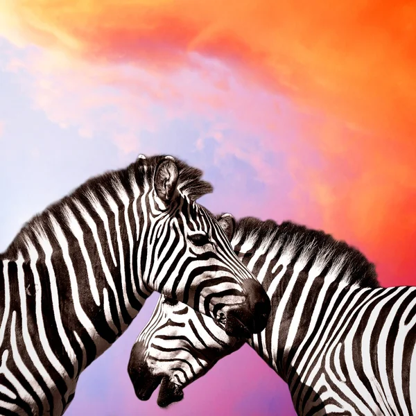 Due Zebre sul cielo — Foto Stock