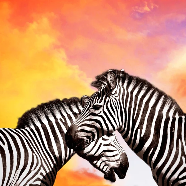 Two Zebras on the sky — Stock Photo, Image