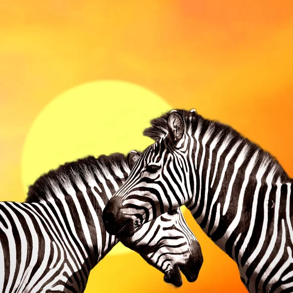 Два зебр на небі — стокове фото