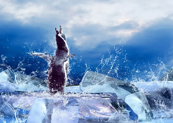 Пингвин на льду в капли воды . — стоковое фото