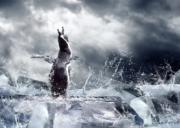 Pinguino sul ghiaccio in gocce d'acqua . — Foto Stock