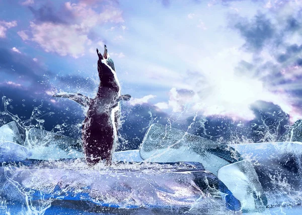 Pingüino en el hielo en gotas de agua . — Foto de Stock