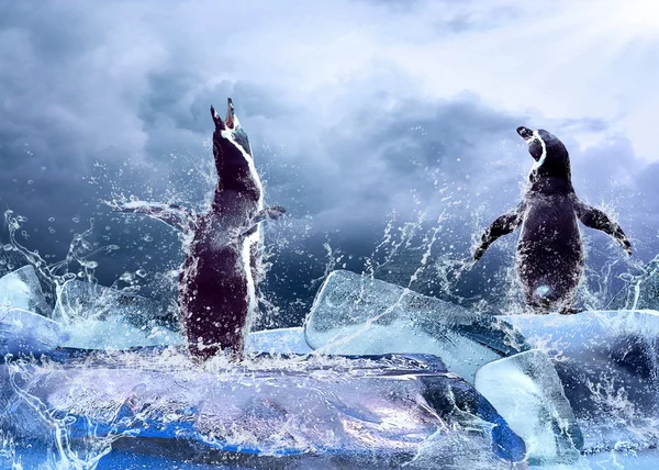Pingouin sur la glace dans les gouttes d'eau . — Photo