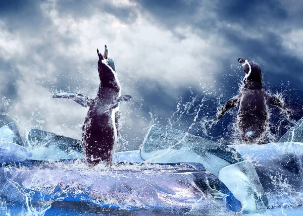 Penguin on the Ice in water drops. — Stock Photo, Image