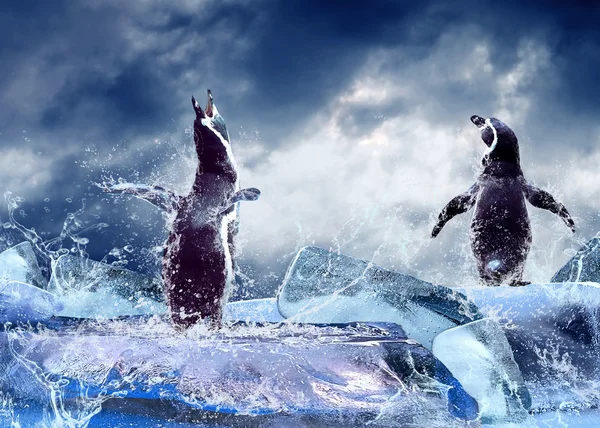 水滴在冰上的企鹅. — 图库照片