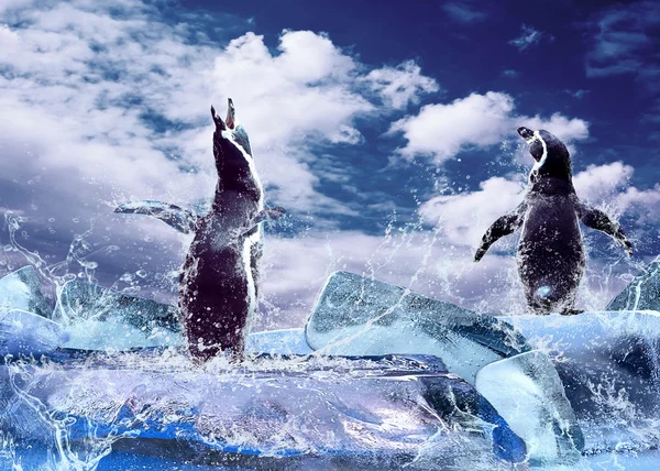 Penguen buz su damlaları. — Stok fotoğraf
