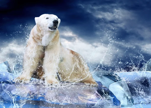 Bílý lední medvěd lovec na ledě v kapky vody. — Stock fotografie