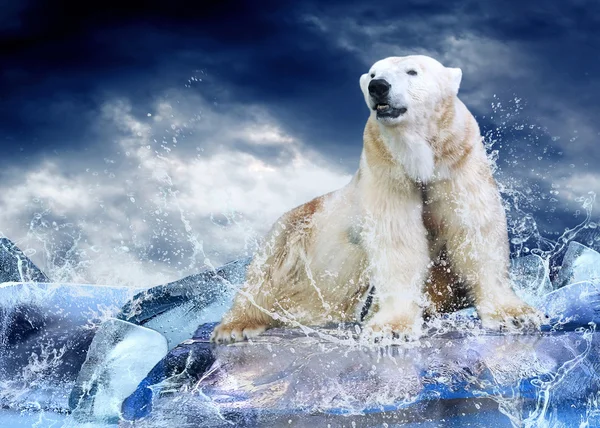 White Polar Bear Hunter no gelo em gotas de água . — Fotografia de Stock