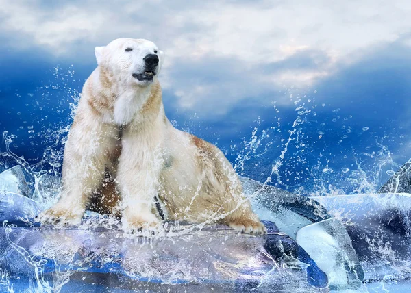 Su damlaları içinde buz üzerinde beyaz kutup ayısı avcı. — Stok fotoğraf