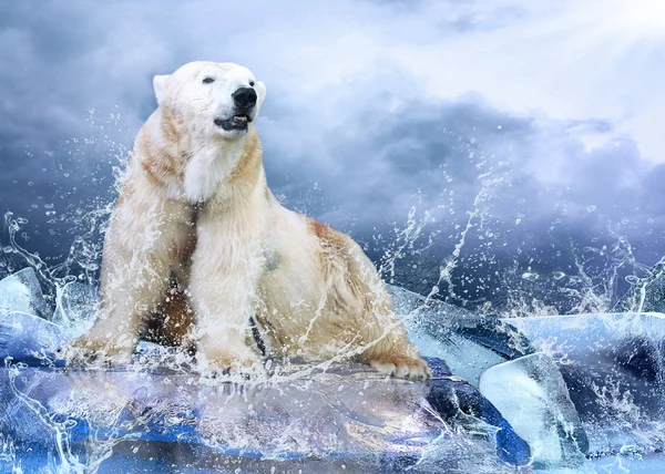 Λευκή πολική αρκούδα κυνηγός στον πάγο σε σταγόνες νερό. — Φωτογραφία Αρχείου