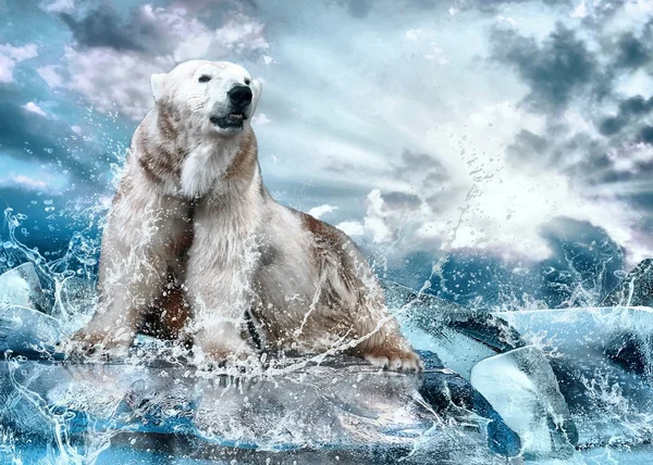 Biały niedźwiedź polarny myśliwy na lodzie w kropli wody — Zdjęcie stockowe