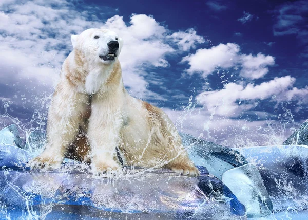 Белый охотник на белого медведя на льду в каплях воды — стоковое фото