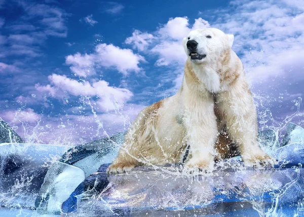 White Polar Bear Hunter no gelo em gotas de água — Fotografia de Stock