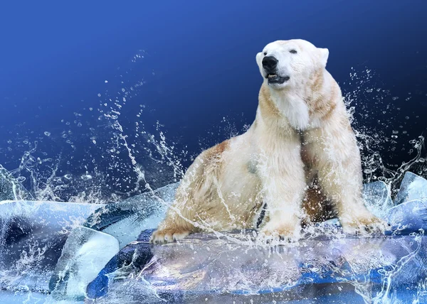 Su damlaları içinde buz üzerinde beyaz kutup ayısı avcı — Stok fotoğraf