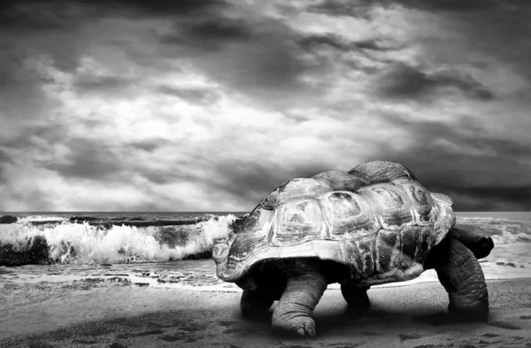 Big Turtle on the tropical oceans beach — Stock Photo, Image