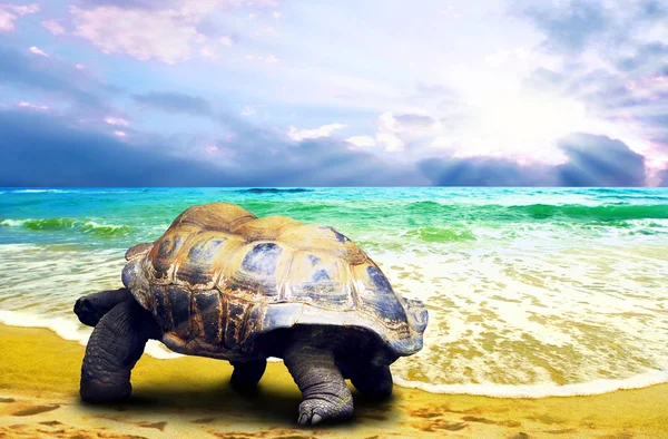 在热带海洋沙滩上的大海龟 — 图库照片