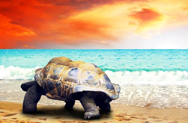 Tartaruga grande na praia dos oceanos tropicais — Fotografia de Stock