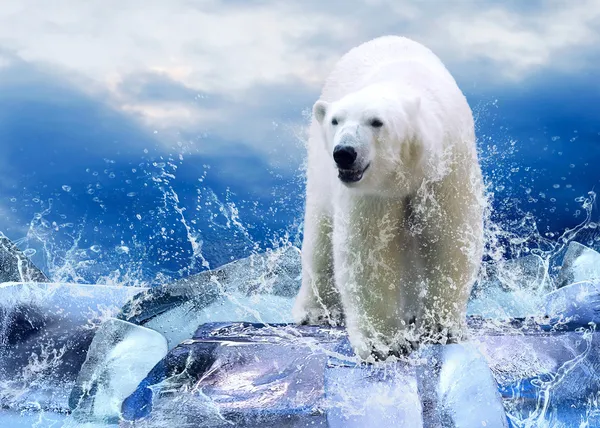 stock image White Polar Bear Hunter on the Ice in water drops.