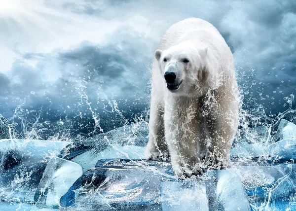 Su damlaları içinde buz üzerinde beyaz kutup ayısı avcı — Stok fotoğraf