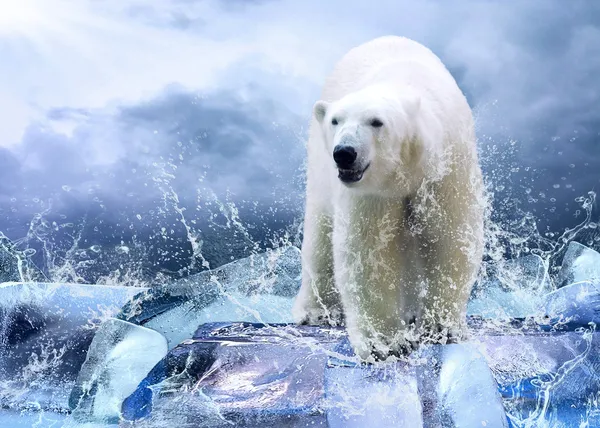 水滴で氷の上の白が北極熊ハンター — ストック写真