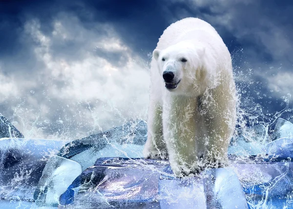 Blanco oso polar cazador en el hielo en gotas de agua —  Fotos de Stock