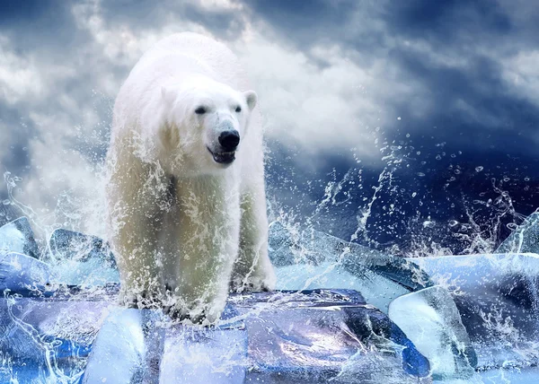 Witte ijsbeer jager op het ijs in waterdruppels — Stockfoto