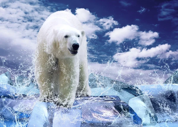 Chasseur d'ours blanc sur la glace dans les gouttes d'eau — Photo