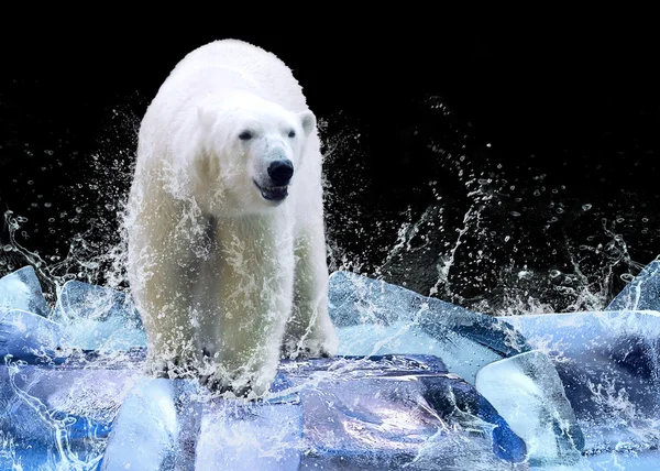 白色北极熊猎人在冰水中滴眼液 — 图库照片