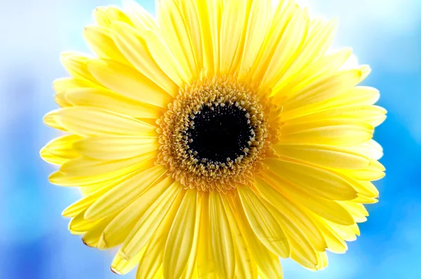 stock image Yellow beautiful gerbera on sky background