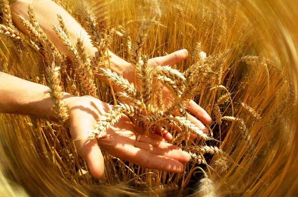 Ladang gandum emas — Stok Foto