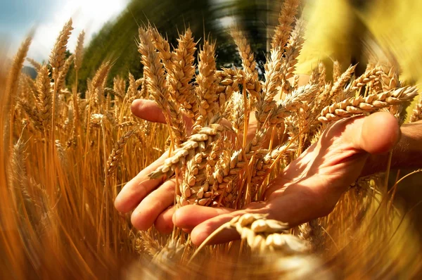 Ladang gandum emas — Stok Foto